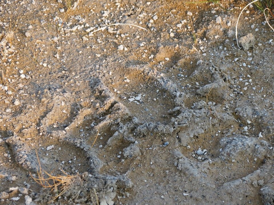 Bear tracks.