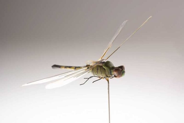 Nano Insect The Black Hornet Nano: A Tiny Spy Drone • Spotter Up